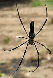 'A Big Tree Spider' by Asienreisender